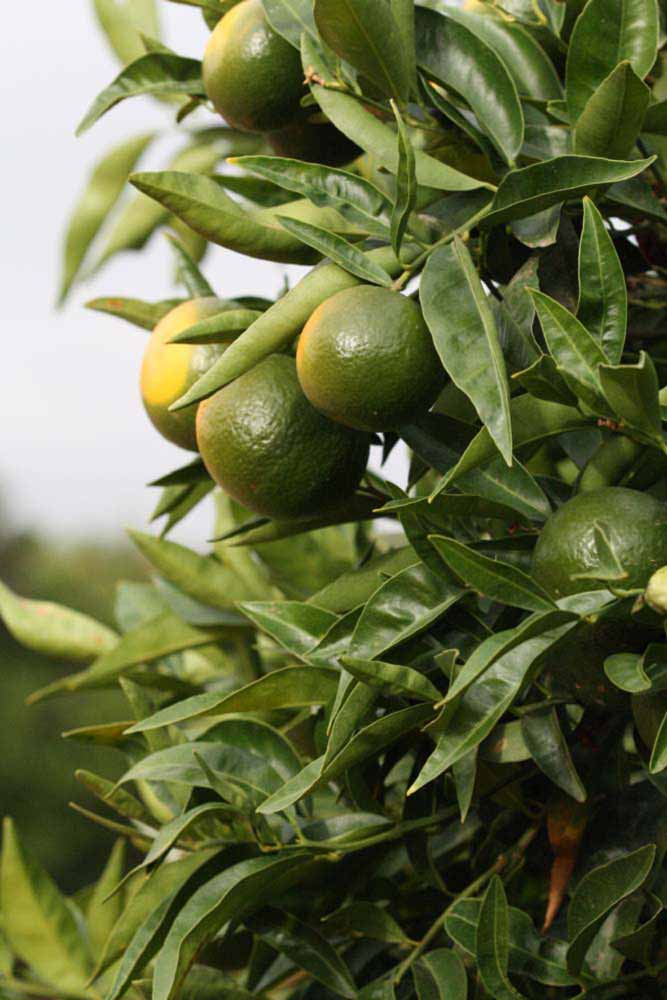              Sun leaves (Riverside, CA)       